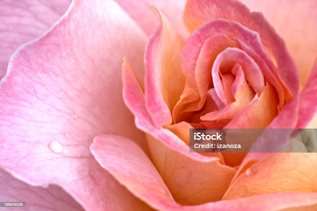 Rose Rose close-up Adult Stock Photo