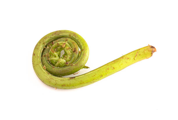 istock Fiddlehead or Ostrich Fern Isolated on a White Background 1396702595