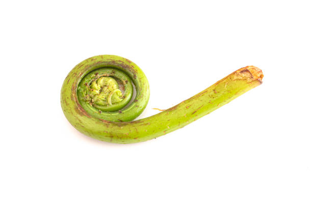 istock Fiddlehead or Ostrich Fern Isolated on a White Background 1396702597