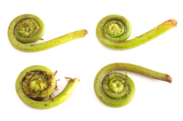 istock Fiddlehead or Ostrich Fern Isolated on a White Background 1396702598