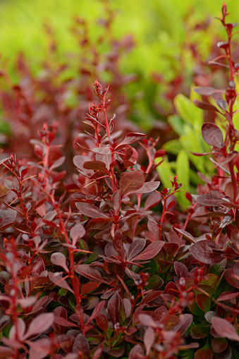 Shrub: suitable for solitary planting or for making hedges. ( berberis thunbergii)