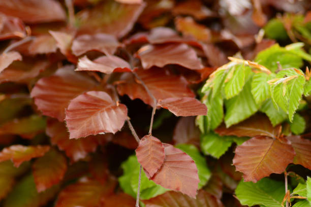 beech hedge - beech leaf zdjęcia i obrazy z banku zdjęć