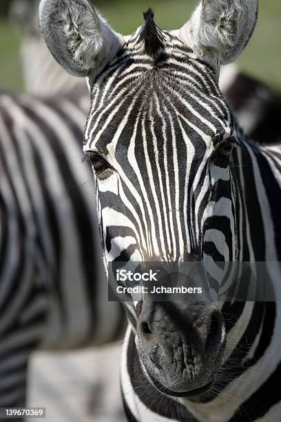 Zebra - Fotografie stock e altre immagini di Abbigliamento mimetico - Abbigliamento mimetico, Africa, Animale