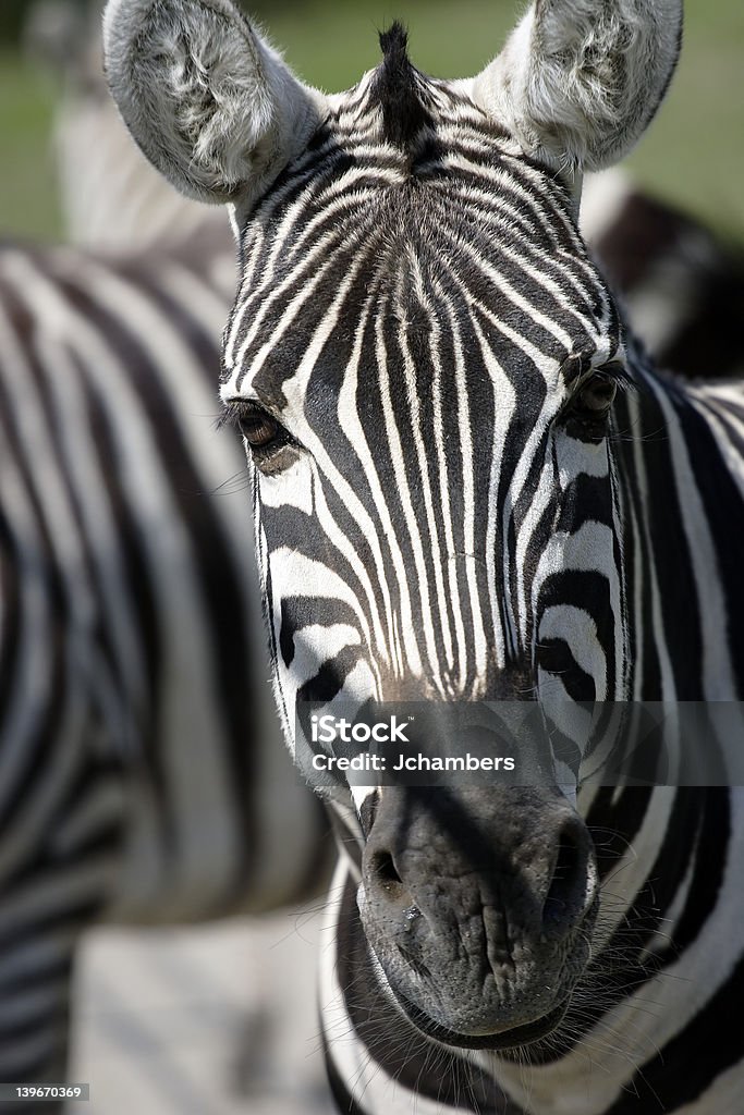 Zebra - Royalty-free Animal Foto de stock