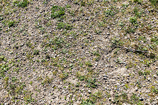 Top perspective of a barren land surface with small stones on the surface, sparse green grass and wild plants on a footpath in a nature reserve on a sunny day