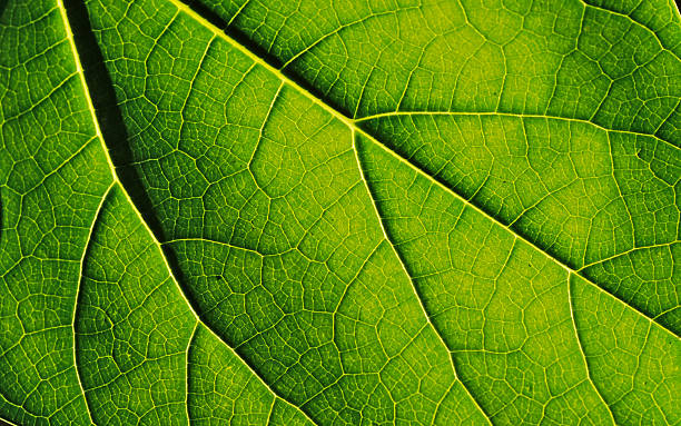 istock Leaf in the maldives islands 1 139670387