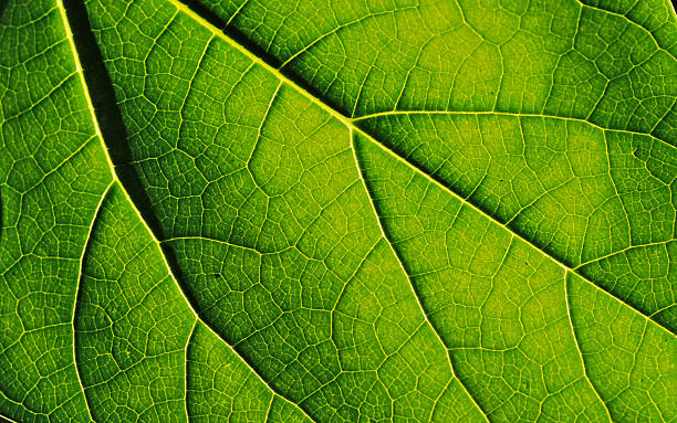 Leaf in the maldives islands 1 stock photo