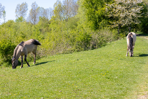 Two Polish Konik horse grazing on green pasture in Molenplas Nature Reserve, thick mane and gray coat, lush green trees in background, sunny spring day in Stevensweert, South Limburg, Netherlands