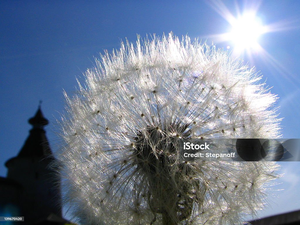 Solar dente-de-Leão - Foto de stock de Azul royalty-free