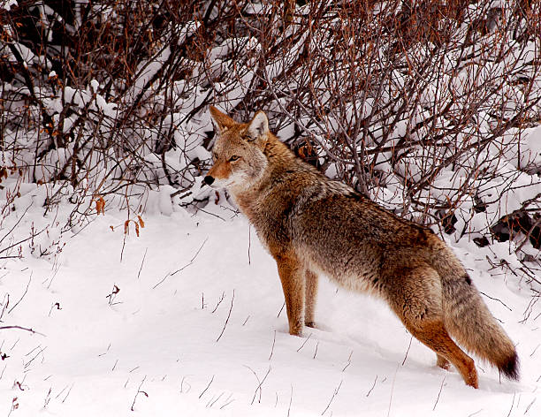 coyote in winter stock photo