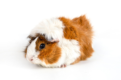 Guinea pig rosette on a white background. Fluffy cute rodent guinea pig on colored background