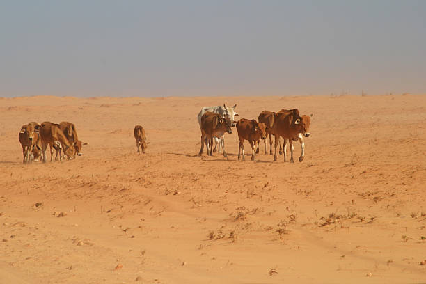 istock Cow herd in the dunes 139670488