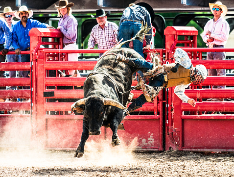 A bull rider is kicked off the back of the bull, and about to hit the dirt of the arena during a bull riding rodeo competition.