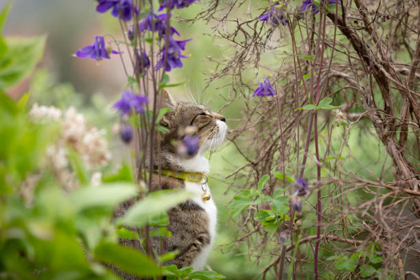 istock Cute young tabby cat playing in a garden 1396705251