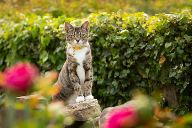 Cute young tabby cat playing in a garden stock photo