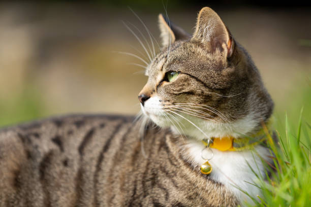 istock Cute young tabby cat playing in a garden 1396705290