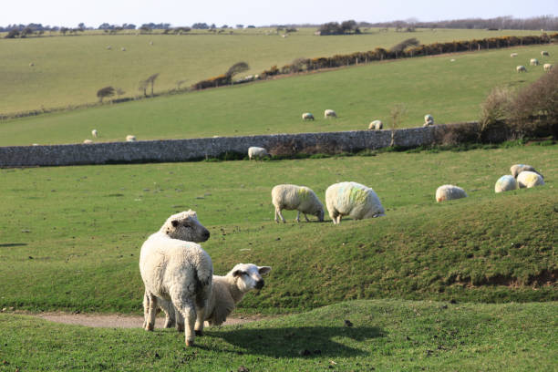 Lambs and sheep on green grass, Birling Gap, United Kingdom