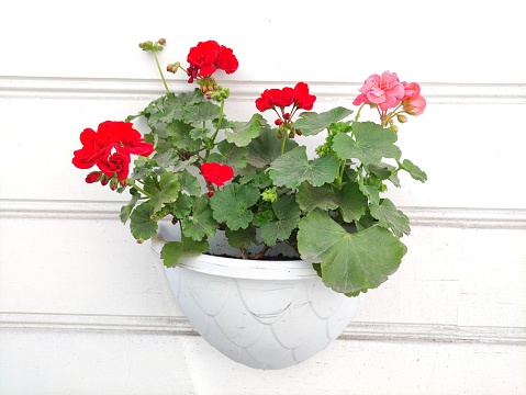 Red And Pink Flowers In A Pot