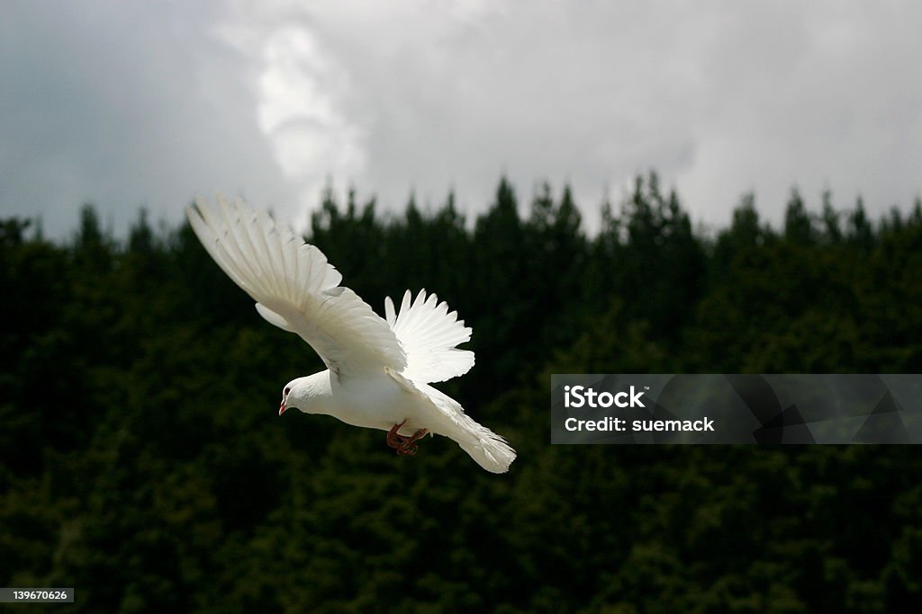 White Dove, vehemente clima - Foto de stock de Ala de animal libre de derechos