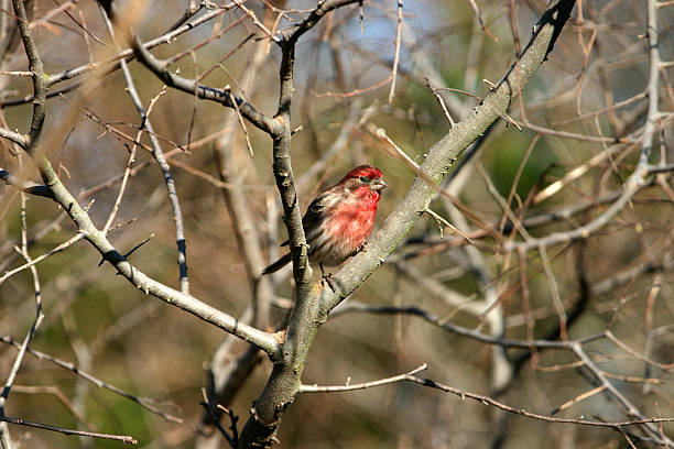istock House Finch 139670646