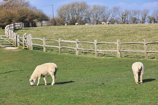 A closeup of sheep standing on a grass