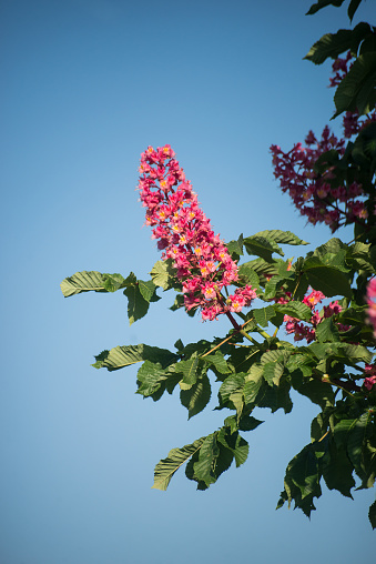 Closeup of pink flowers on chestnut tree branch in a public garden on blue sky background