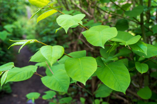 hierba de nudo japonés planta altamente invasiva - oval shape fotos fotografías e imágenes de stock