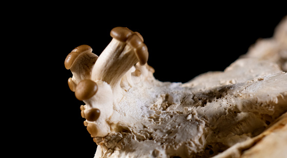 Pleurotus ostreatus, the oyster mushroom growing several heads, tiny ones. Amazing macro showing the growth