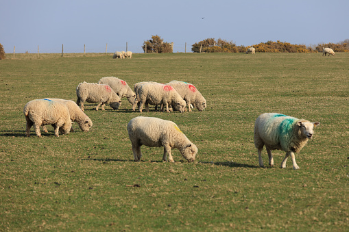 Lambs and sheep on green grass, Birling Gap, United Kingdom