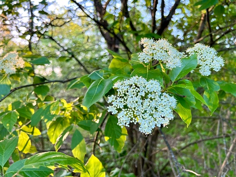 Flowering tree in Spring