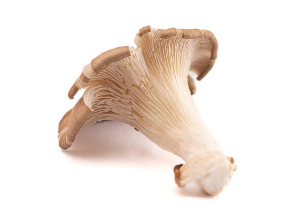 istock Fresh Trumpet Mushroom Isolated on a White Background 1396707166