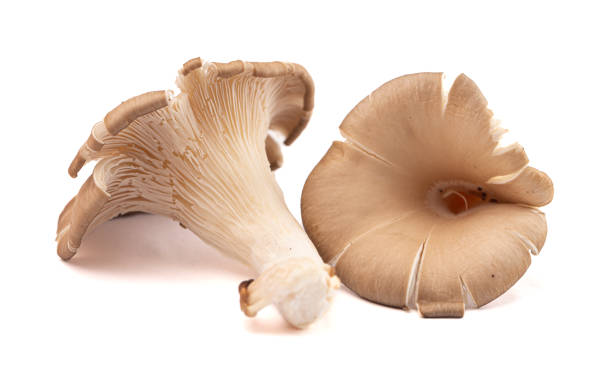 istock Fresh Trumpet Mushroom Isolated on a White Background 1396707167