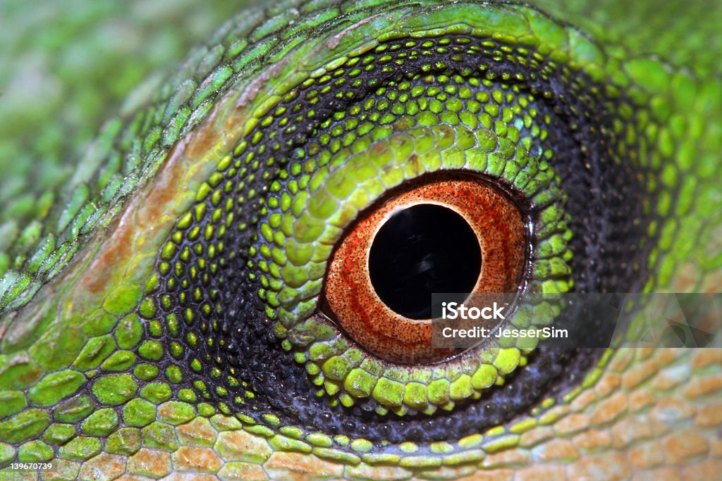 Eye. Eye of a green tree lizard. Animal Wildlife Stock Photo