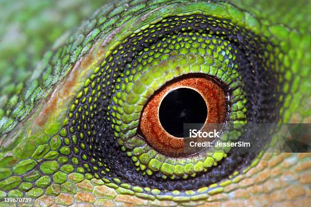 Eye Stock Photo - Download Image Now - Animal Wildlife, Eye, Green Color