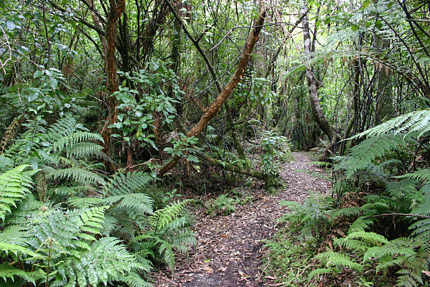 sentiero nella giungla - jackie stewart foto e immagini stock