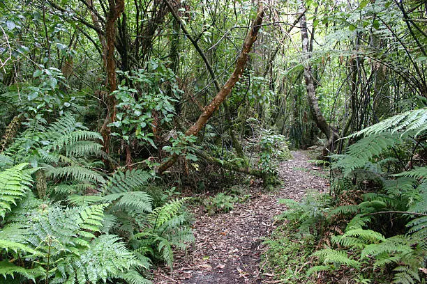 Photo of Jungle Trail