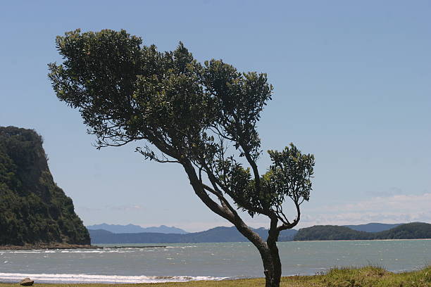 slopping tree stock photo