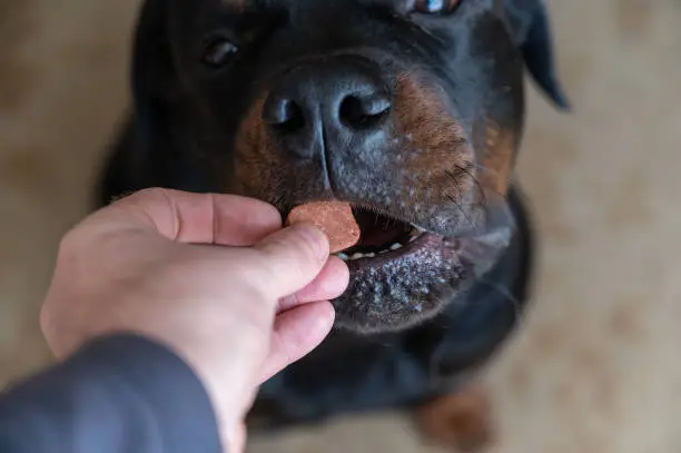 Man feeds chewable tablet to fleas and ticks to his pet. An oral veterinary drug is placed by hand into the open mouth Rottweiler. Large black dog sits on the floor of a living room. Selective focus