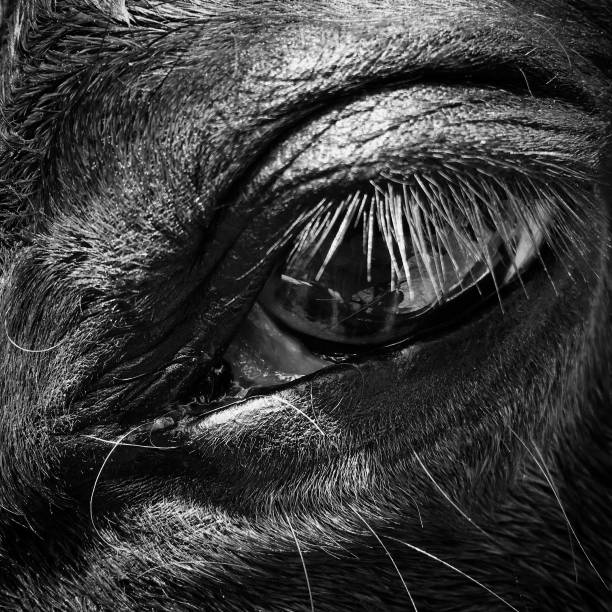 istock Horse eye 1396708851