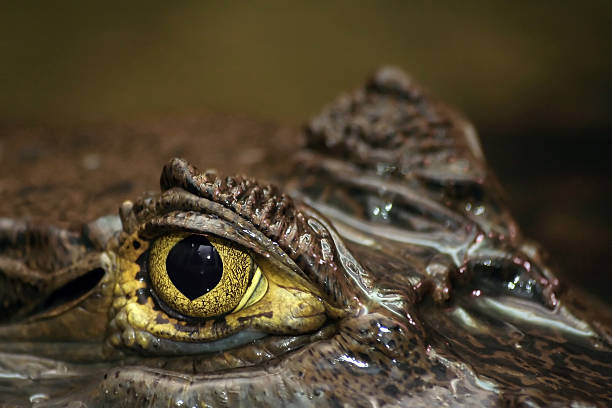 Spectacled Caiman's Eye stock photo