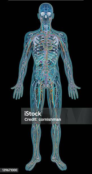 Radiografie - Fotografie stock e altre immagini di Immagine a raggi X - Immagine a raggi X, Sistema nervoso, Anatomia umana