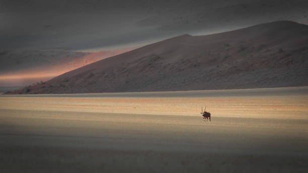 istock Gemsbok on the horizon 1396710178