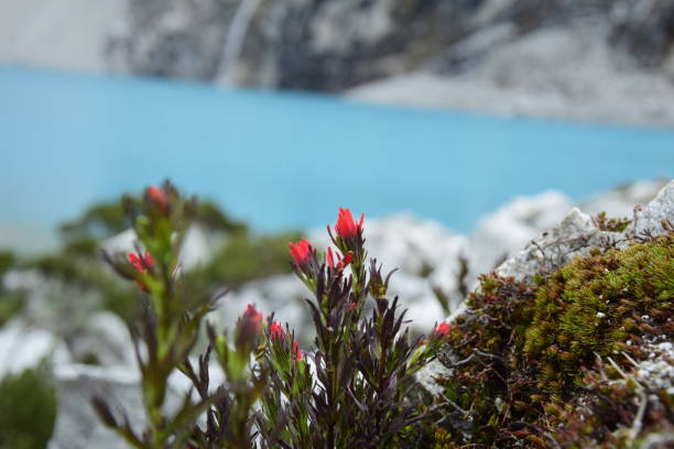 il lago laguna 69 e la montagna chakraraju si trovano nel parco nazionale di huascaran nelle ande del perù - huaraz foto e immagini stock