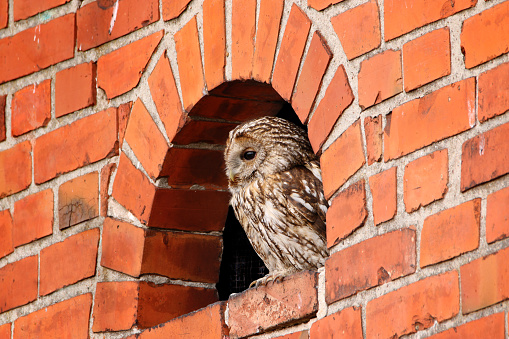 Tawny Owl in the attic