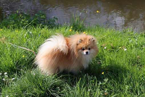 A beige dog of Spitz breed walks by the water