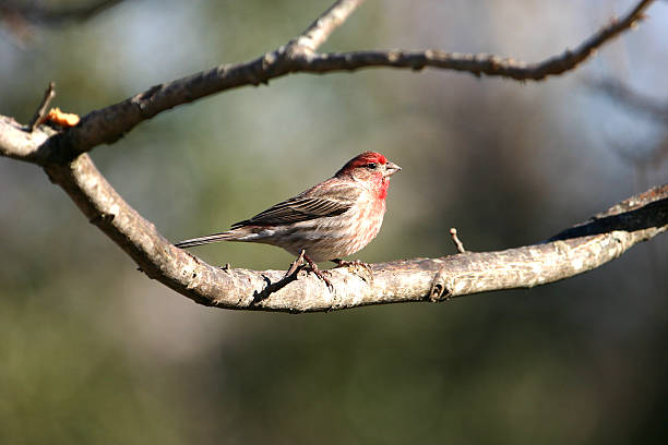 istock Male House Finch 139671149