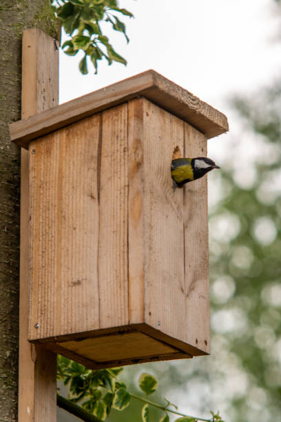 巣箱を残す素晴らしいおっぱい - birdhouse bird animal nest birds nest ストックフォトと画像