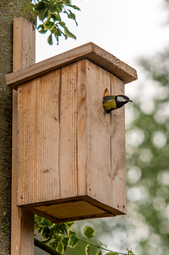 hang wooden birdhouse in the garden