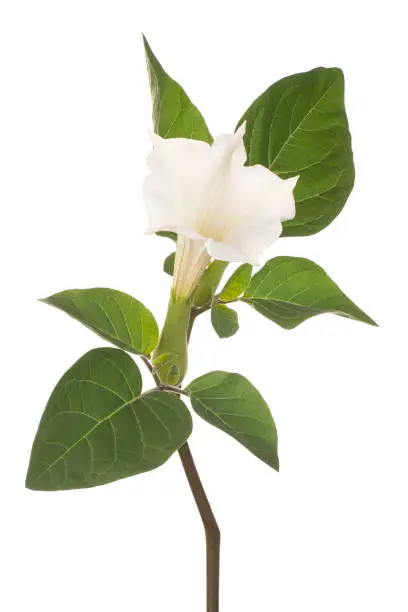 Studio Shot of White Colored Datura Flower Isolated on White Background. Large Depth of Field (DOF). Macro. Close-up.