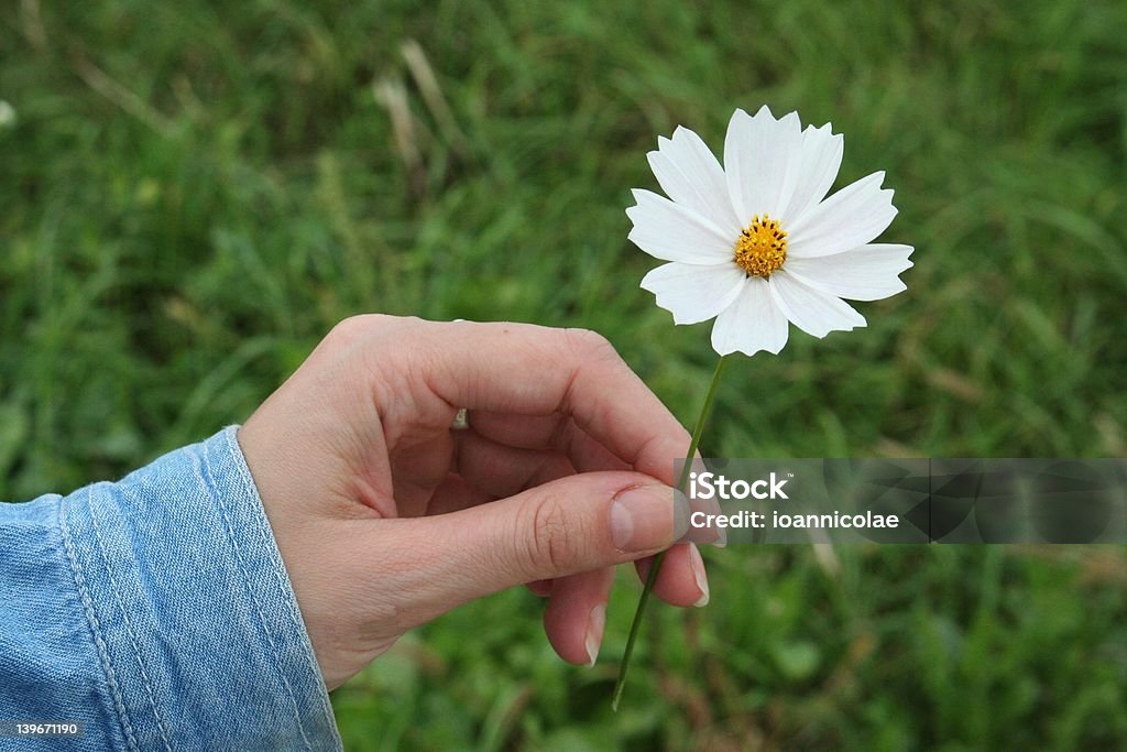 Dare un fiore bianco - Foto stock royalty-free di Accudire